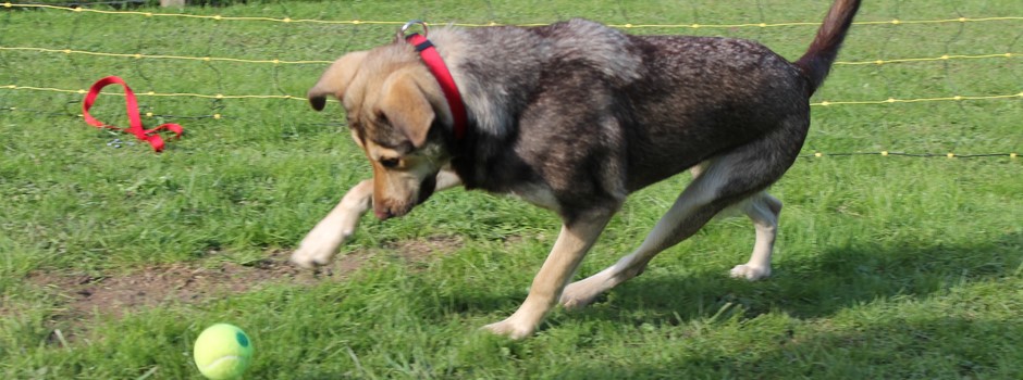 Flyball