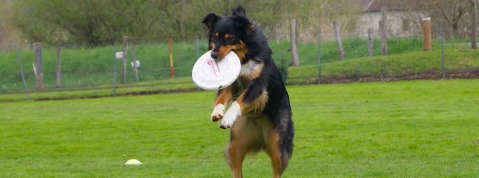 Frisbee