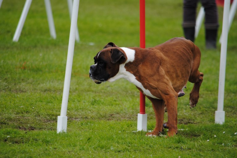 NOTRE CONCOURS D'AGILITY LE DIMANCHE 26 MAI 2013