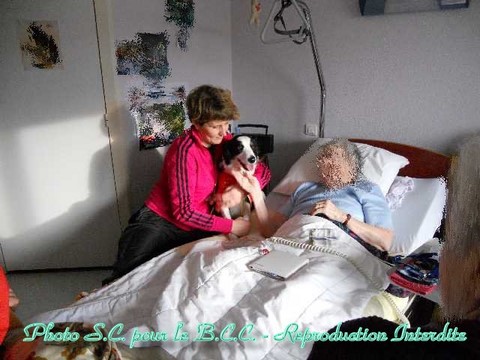 Les Chiens Visiteurs