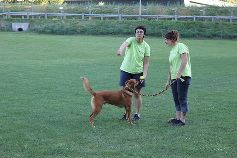 Le Flyball