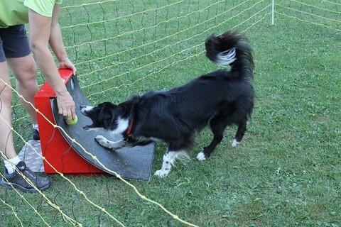 Le Flyball