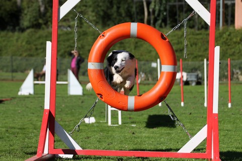 L'Agility