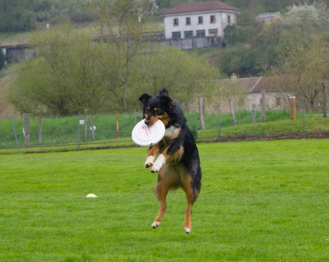Le Frisbee