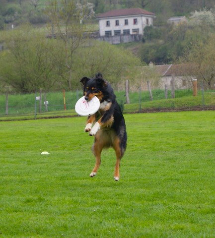JOURNÉE FLYBALL FRISBEE DU 20 AVRIL 2013