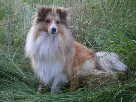 UN NOUVEAU VISITEUR POUR LES MAISONS DE RETRAITE