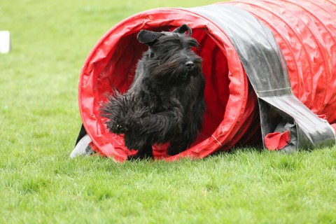 L'Agility